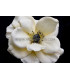 TISSU ANEMONE