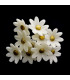 FLEUR DE PORCELAINE FROIDE 2.1 CM