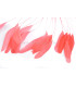 plumes de coq 1ère qualité.