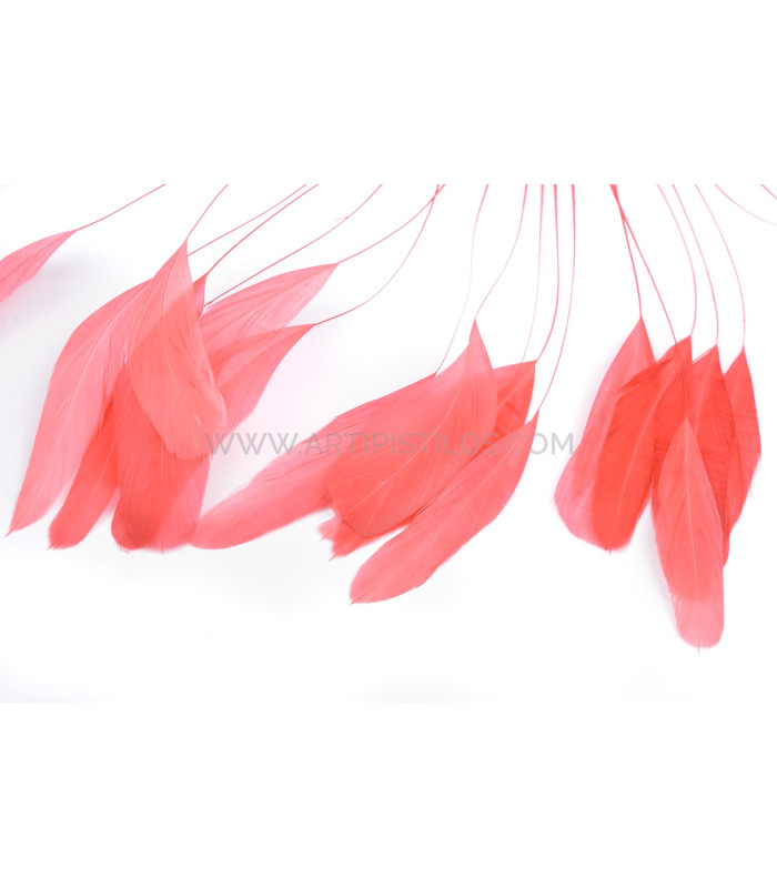 plumes de coq 1ère qualité.