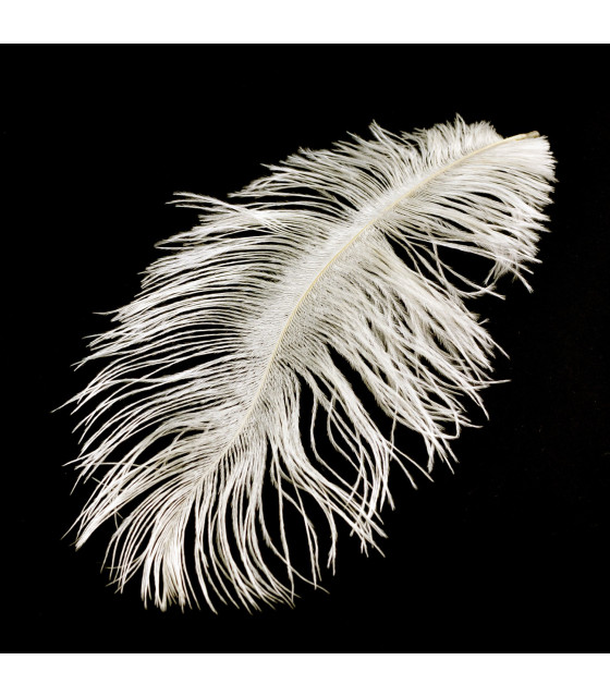 Plume D´autruche Brûlée 30-36 Cms. Ivoire 30 - 36 Cms. - Plumes D'autruche