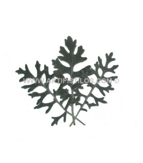 CINÉRAIRE PRÉSERVÉE