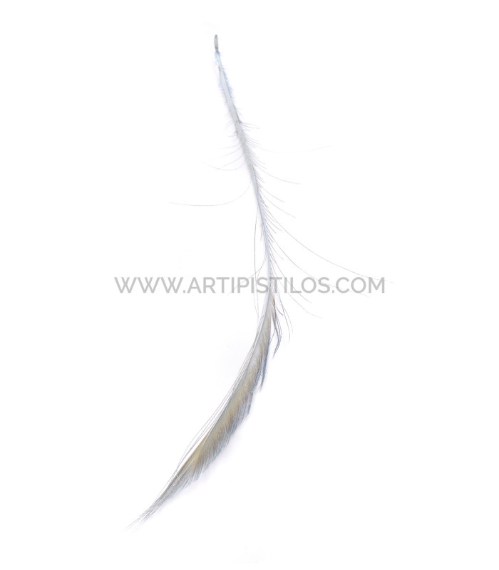 PLUME DE PAON ÉPÉE 60 CMS. DECOLORE