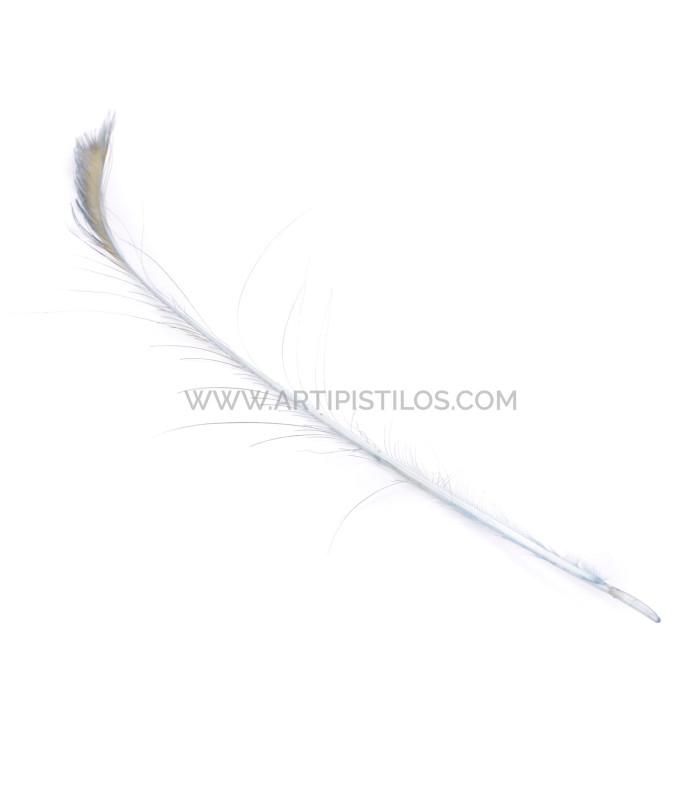 PLUME DE PAON ÉPÉE 60 CMS. DECOLORE