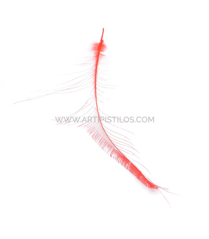 PLUME DE PAON ÉPÉE 60 CMS. DECOLORE