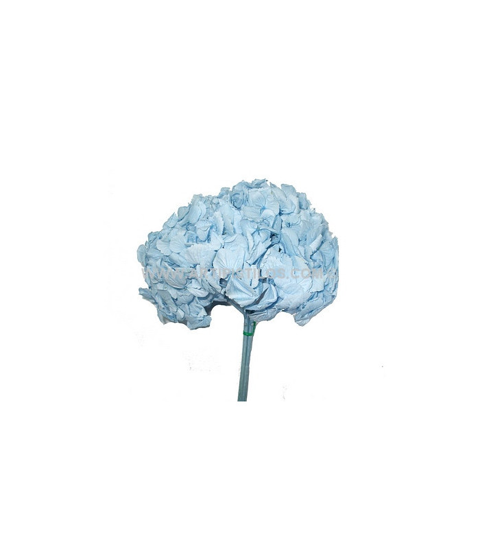 BOUQUET HORTENSIA PRÉSERVÉE