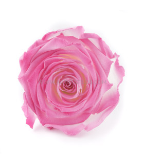 VERMEILLE STABILISÉE ROSE
