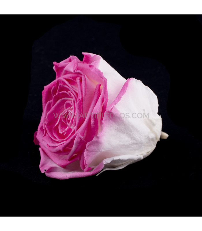 VERMEILLE STABILISÉE ROSE