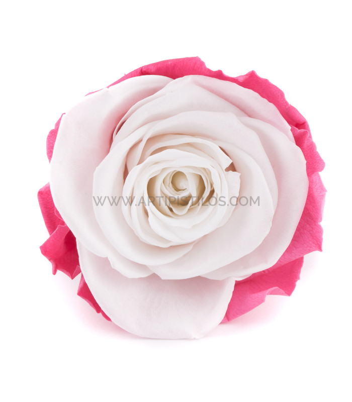 VERMEILLE STABILISÉE ROSE