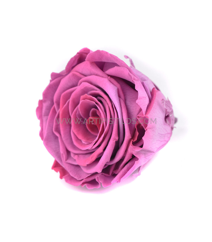 VERMEILLE STABILISÉE ROSE