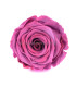 VERMEILLE STABILISÉE ROSE