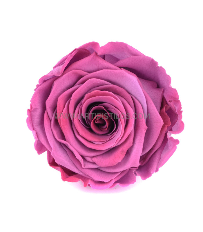 VERMEILLE STABILISÉE ROSE