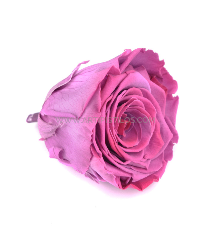 VERMEILLE STABILISÉE ROSE