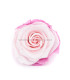 VERMEILLE STABILISÉE ROSE