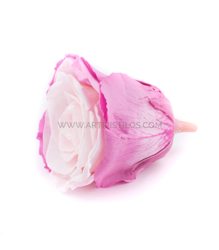 VERMEILLE STABILISÉE ROSE