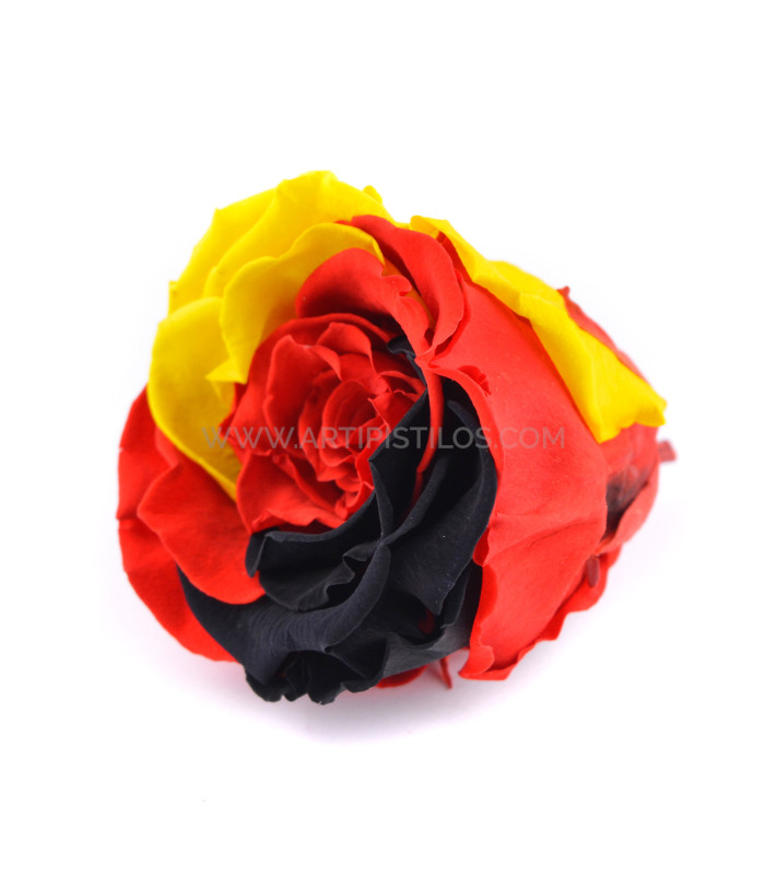 STABILISÉ ROSE "ALLEMAGNE"