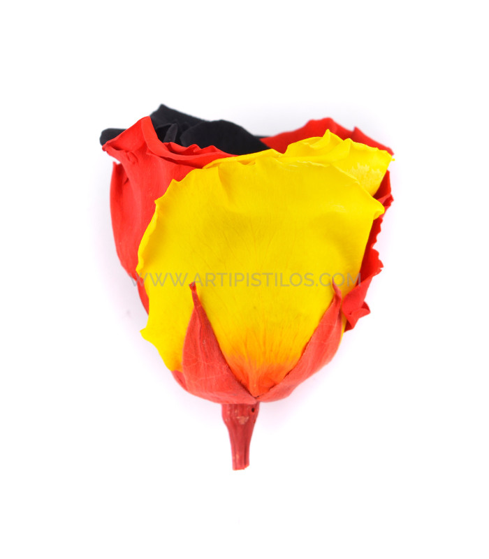 STABILISÉ ROSE "ALLEMAGNE"