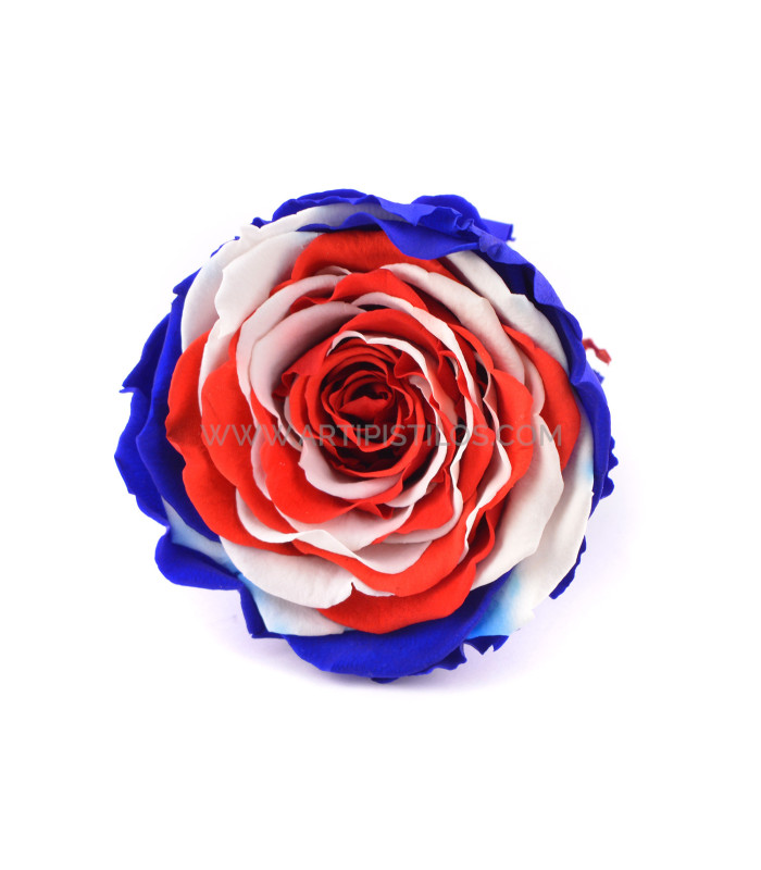 STABILISÉ ROSE "ANGLETERRE"