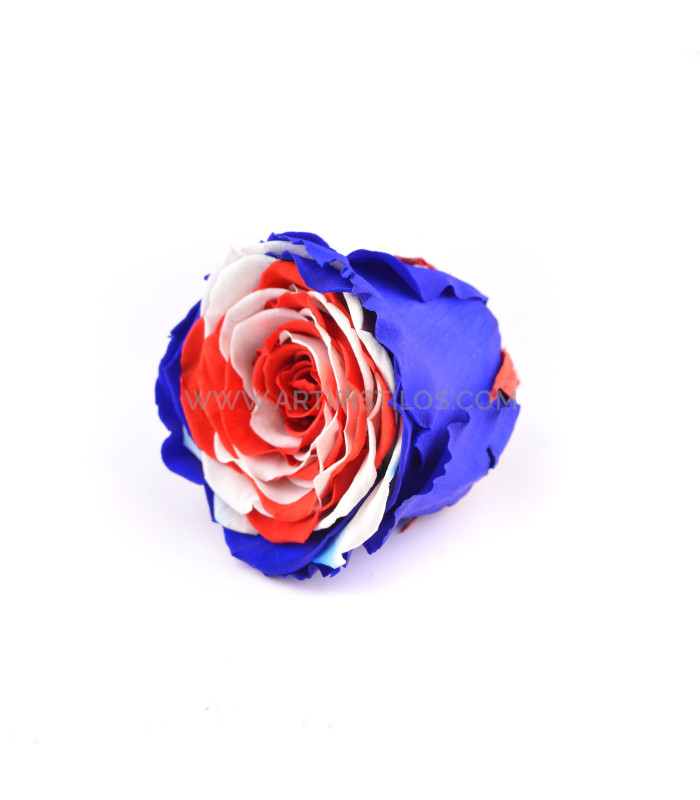 STABILISÉ ROSE "ANGLETERRE"