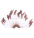 plumes de coq 1ère qualité.