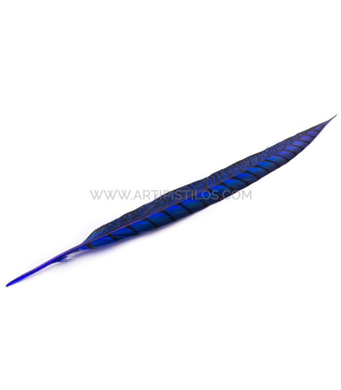 PLUME DE FAISAIN LADY AMHERST 40-45 CMS.