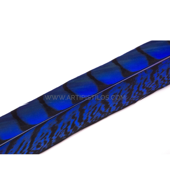 PLUME DE FAISAIN LADY AMHERST 40-45 CMS.
