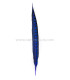 PLUME DE FAISAIN LADY AMHERST 40-45 CMS.