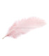PLUME D´AUTRUCHE PREMIÈRE QUALITÉ 50-55 CMS.