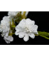 BOUQUET DE FLEUR EN TISSU (6 PCS.) "AMBERES"