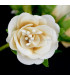 BOUQUET DE FLEUR EN TISSU (6 PCS) "BREMEN"