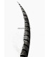 PLUME DE FAISAN LADY AMHERST 50-62,5 CMS.