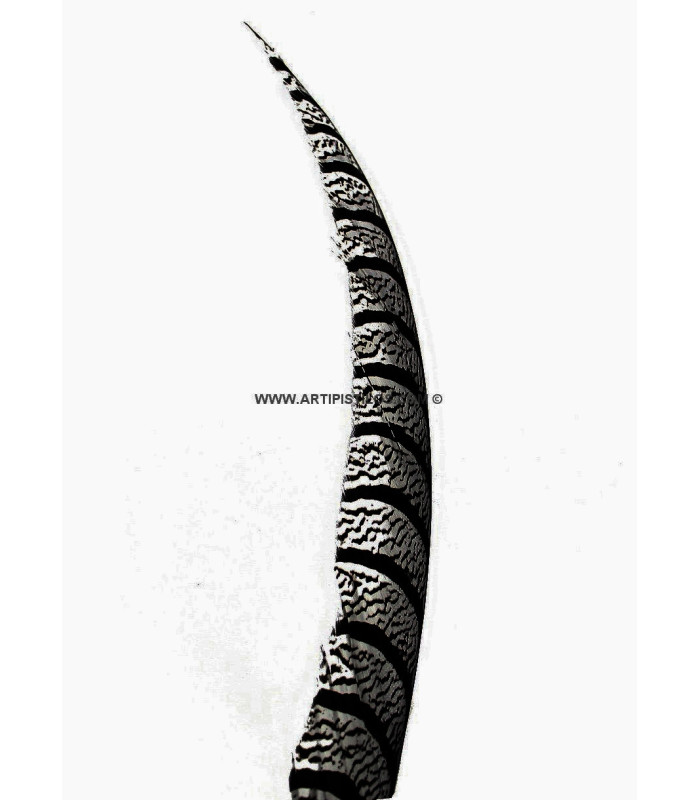 PLUME DE FAISAN LADY AMHERST 50-62,5 CMS.