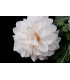 TISSU DAHLIA "CATERINA"