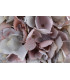 TISSU HORTENSIA "ANAIS"