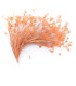 ASSEMBLAGE DE PLUMES DE COQ
