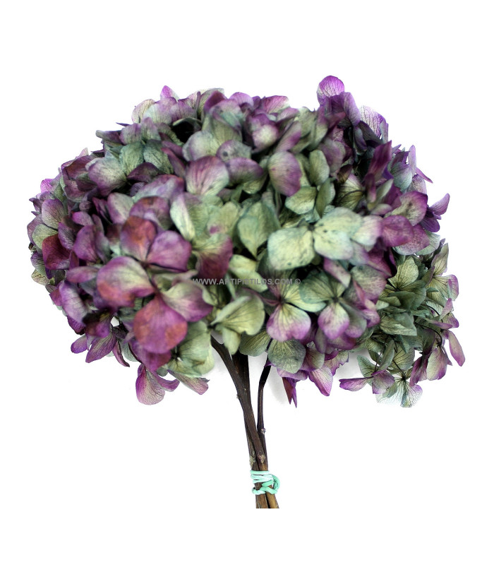 Hortensia préservé naturel