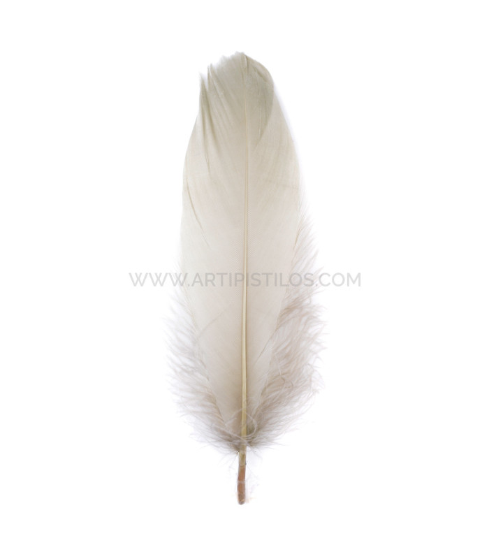 PLUME DE CANARD 15 CMS.
