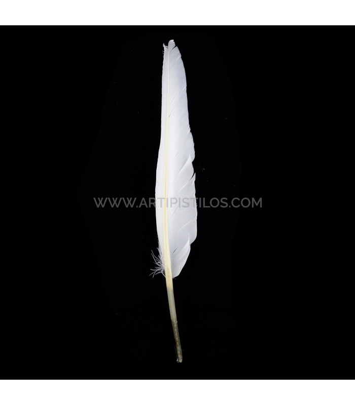 PLUME D´OIE 25 CMS.