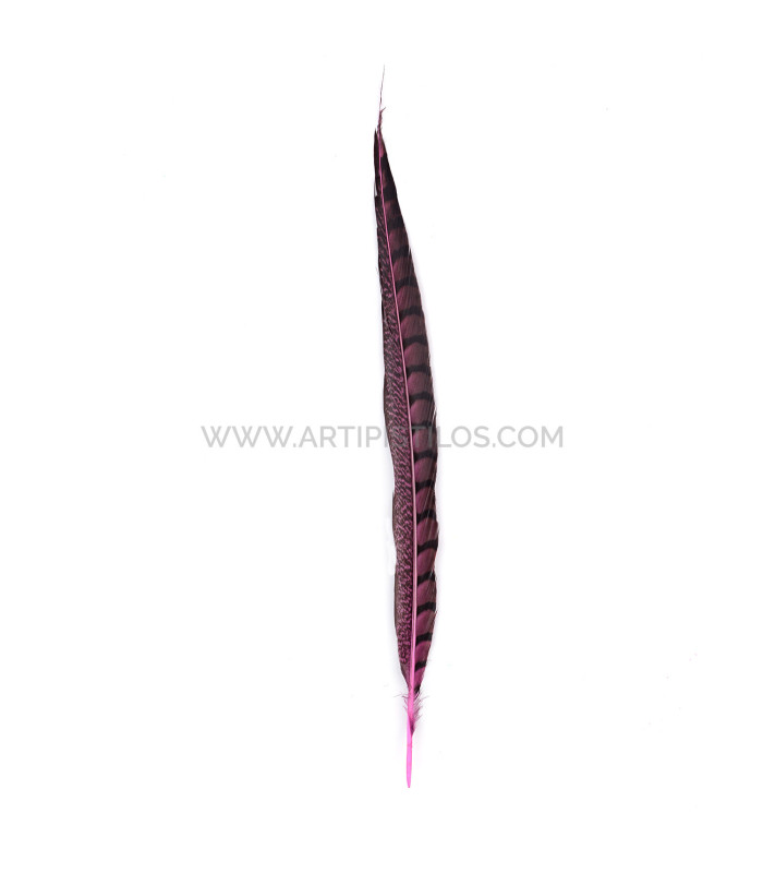 PLUME DE FAISAIN LADY AMHERST 40-45 CMS.
