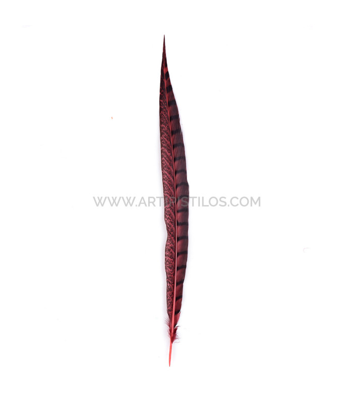 PLUME DE FAISAIN LADY AMHERST 40-45 CMS.