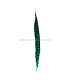 PLUME DE FAISAIN LADY AMHERST 40-45 CMS.