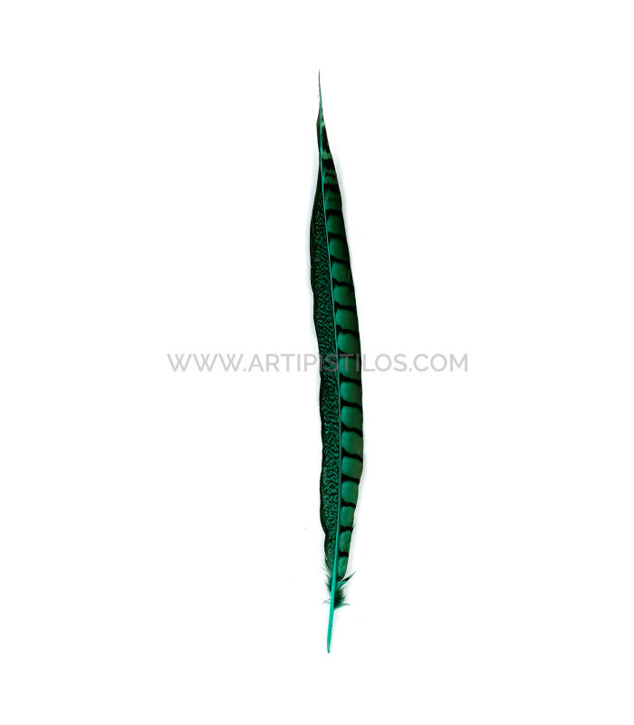 PLUME DE FAISAIN LADY AMHERST 40-45 CMS.