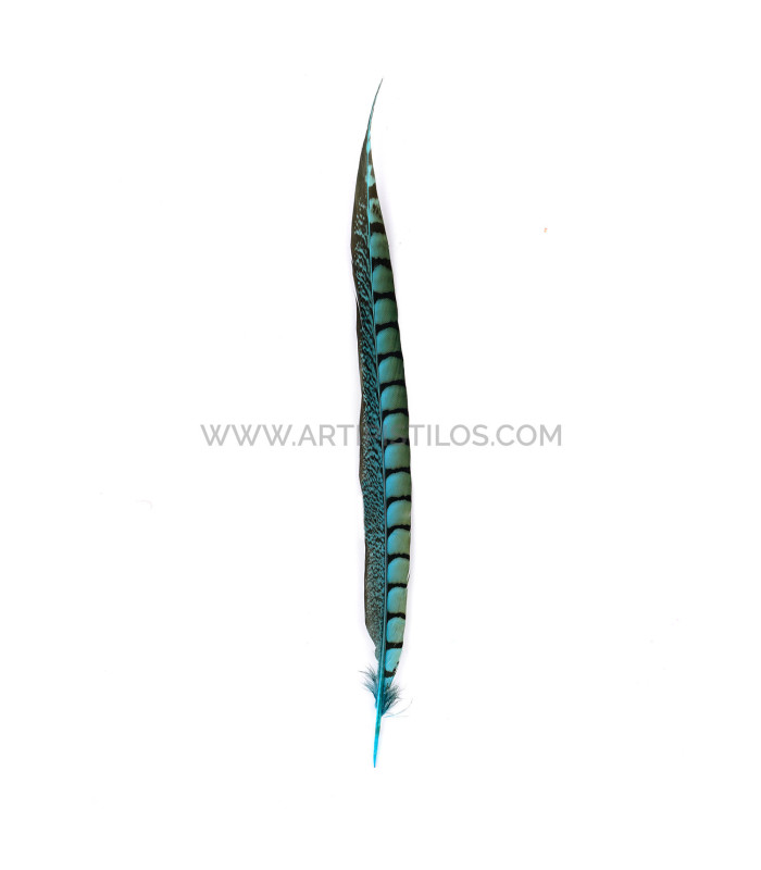 PLUME DE FAISAIN LADY AMHERST 40-45 CMS.