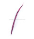 PLUME DE FAISAN LADY AMHERST 50-62,5 CMS.