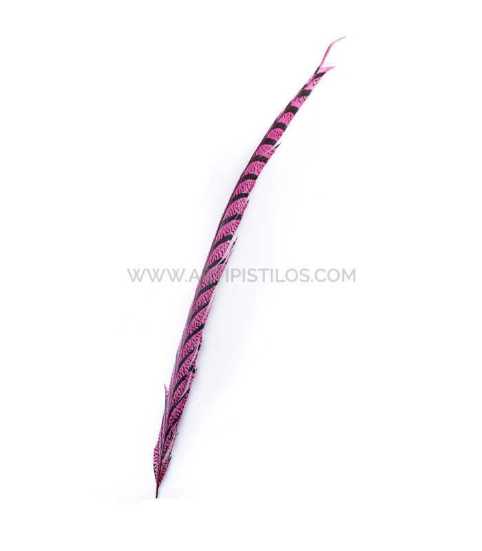 PLUME DE FAISAN LADY AMHERST 50-62,5 CMS.