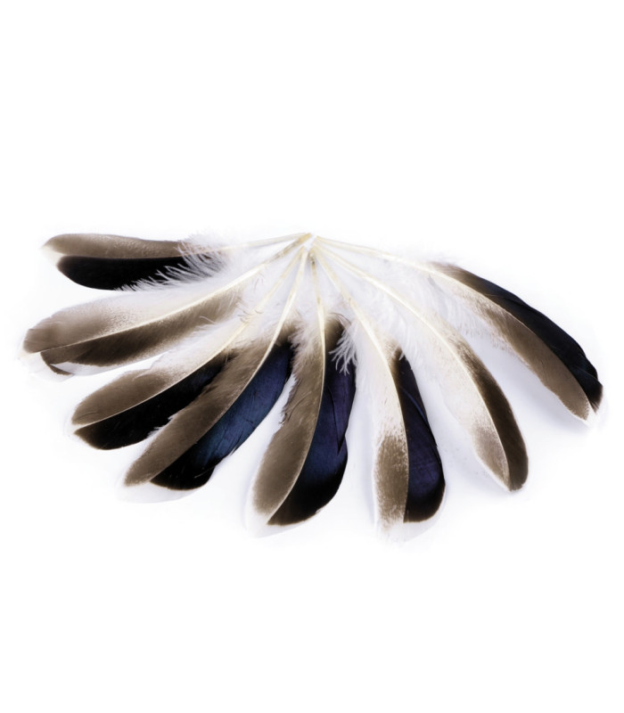 PLUME DE CANARD 10 - 14 CM