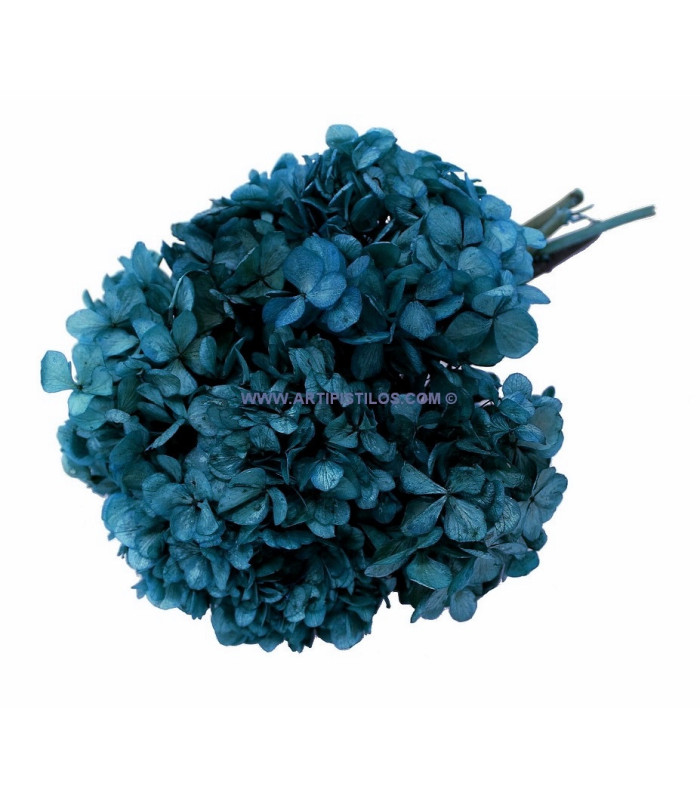 Hortensia préservé naturel
