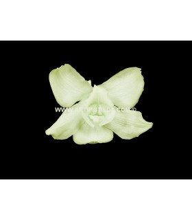 CYMBIDIUM PRÉSERVÉ