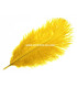 Plume d'autruche d'une longueur approximative de 20-25 cm