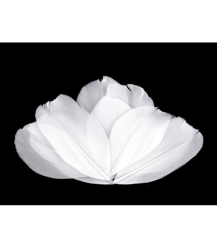 Plumes d'oie 5,5 - 7 cm x 10 pcs